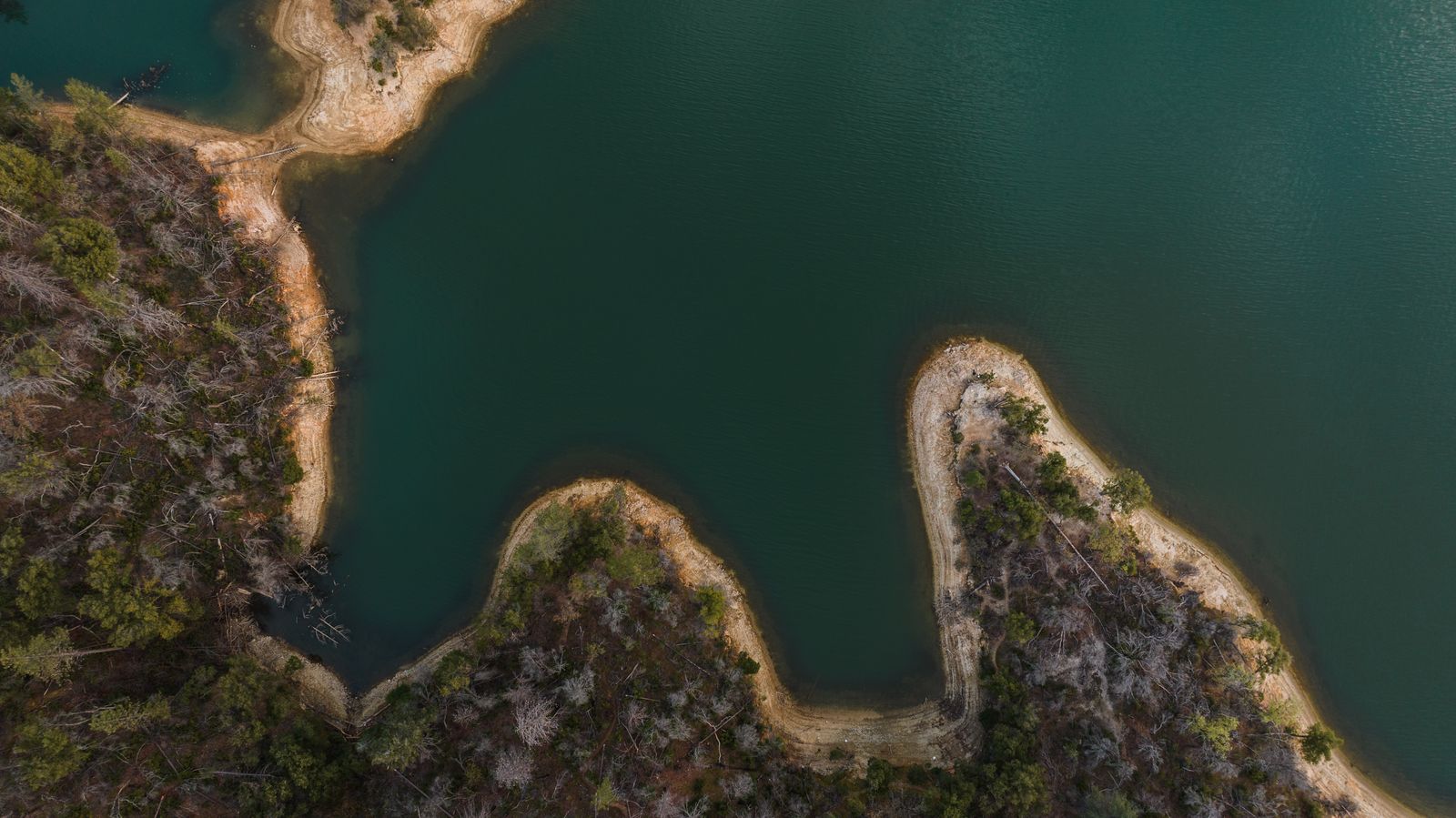 Shasta Lake seen from the air, forested arms of water between ridges